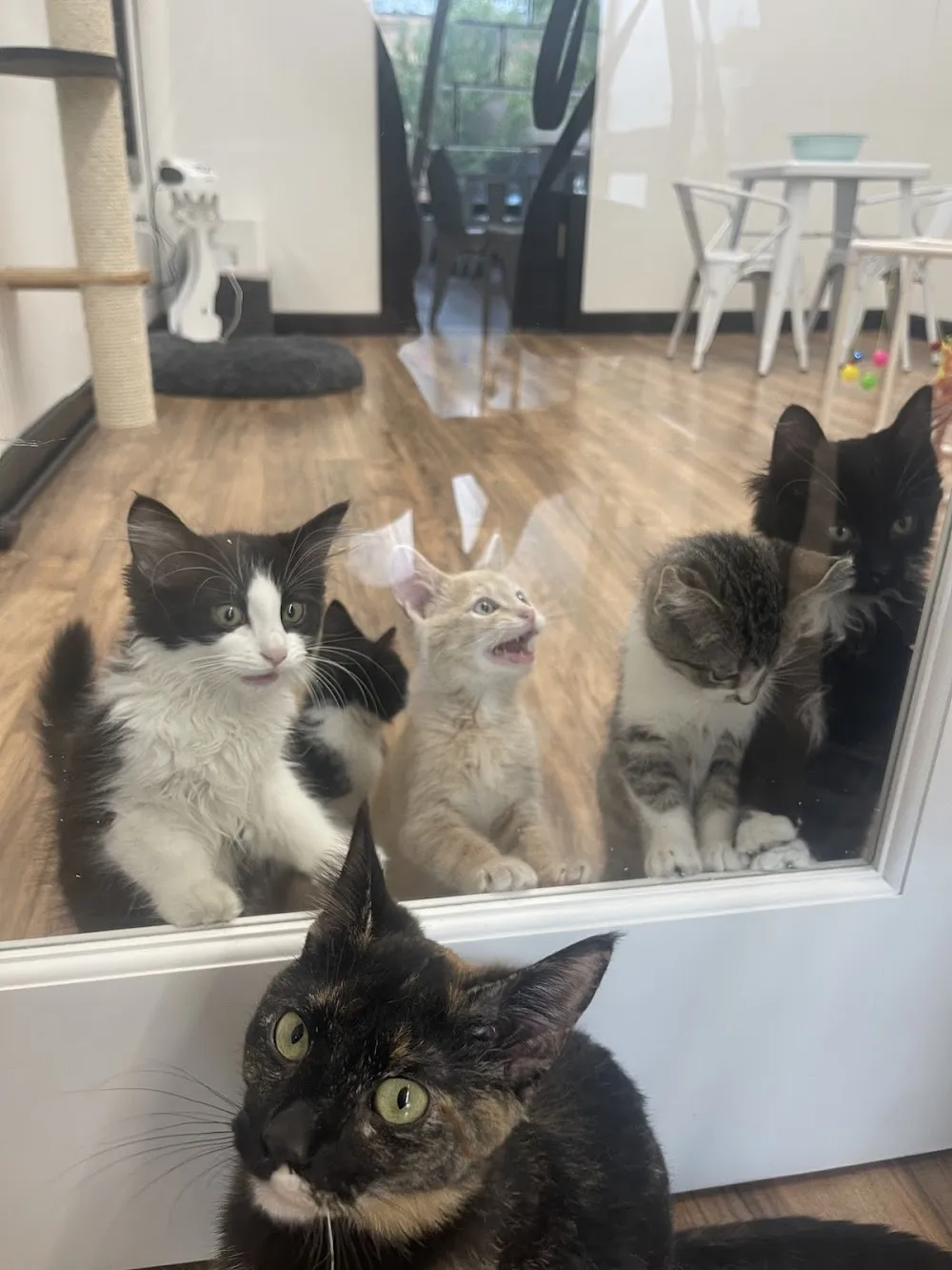 The Catz Den cat cafe in Wayland - cats