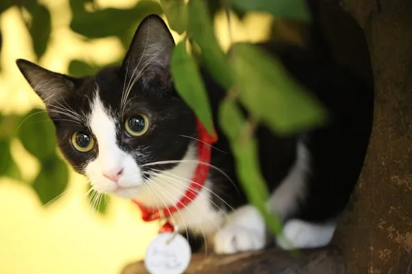 The Charming Cat Corner cat cafe in Lewisville - interior