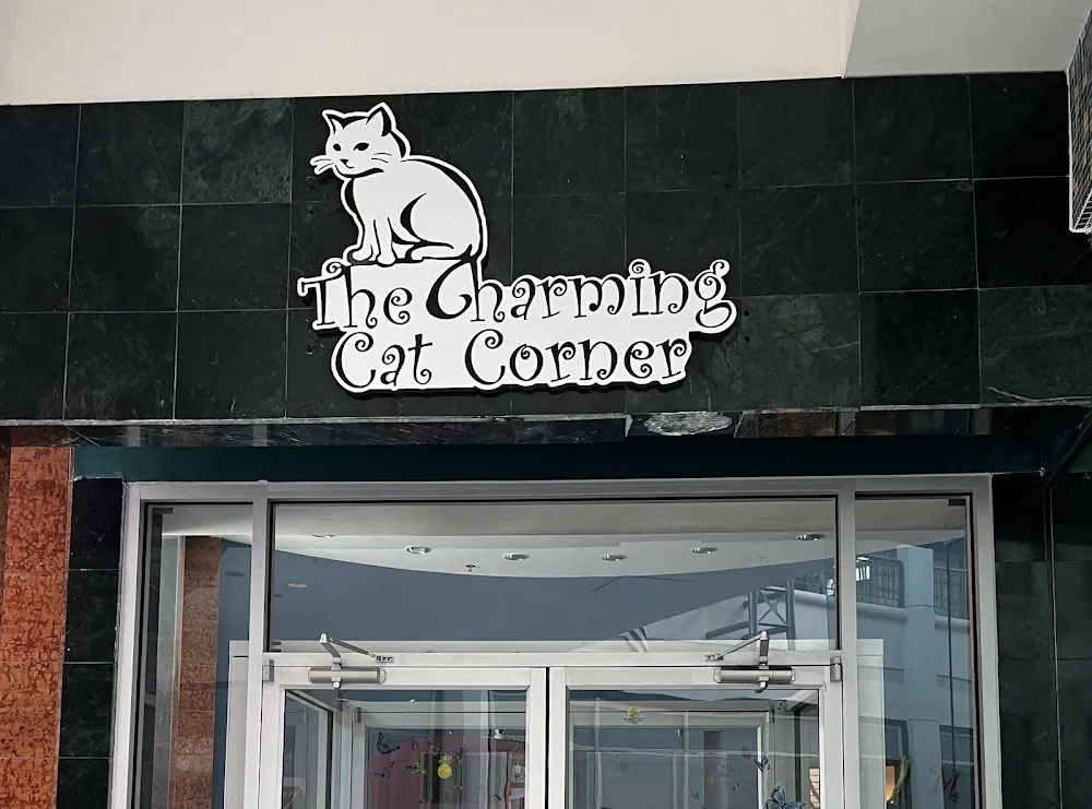 The Charming Cat Corner cat cafe in Lewisville - cats