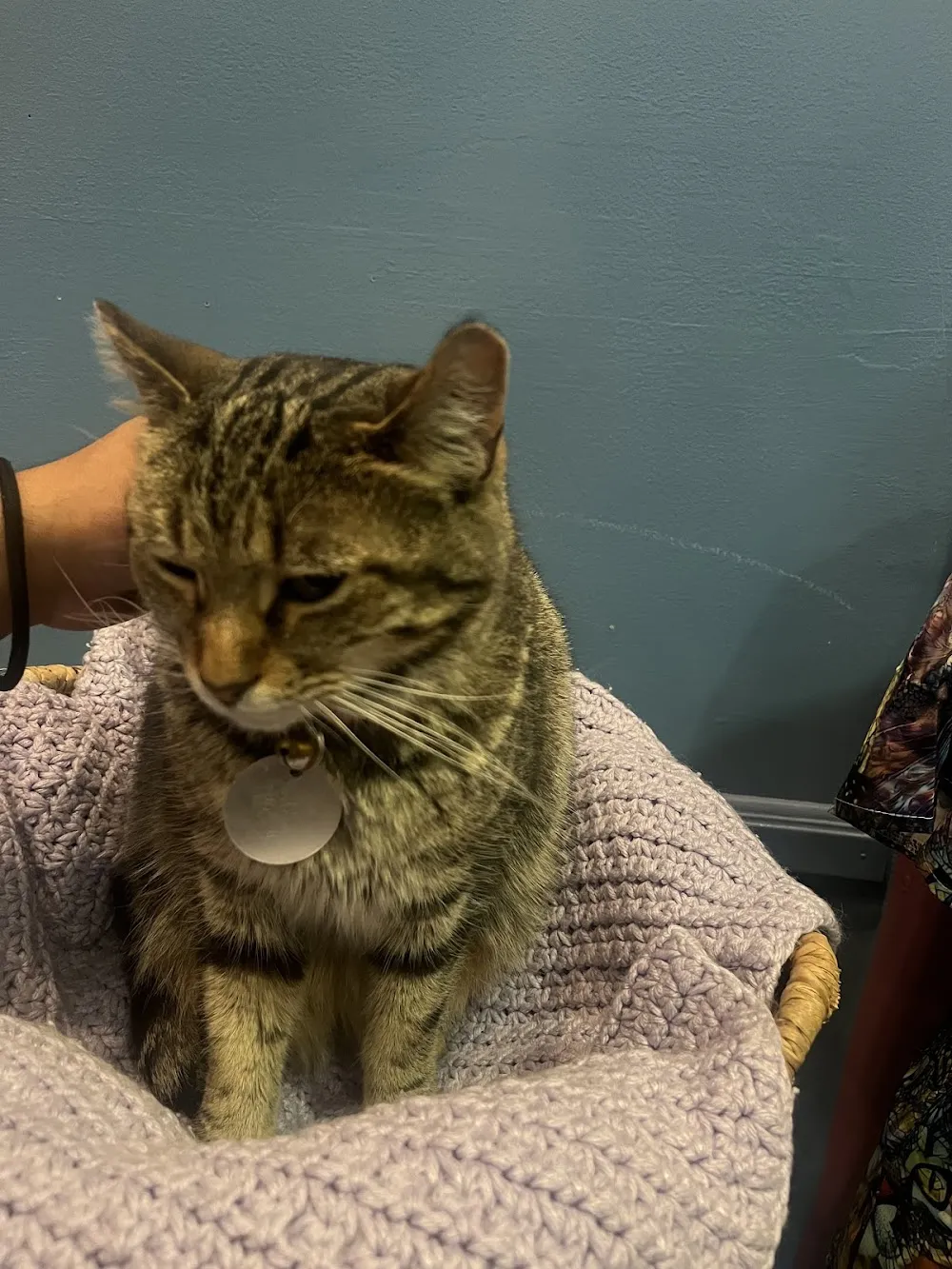 The Charming Cat Corner cat cafe in Lewisville - atmosphere