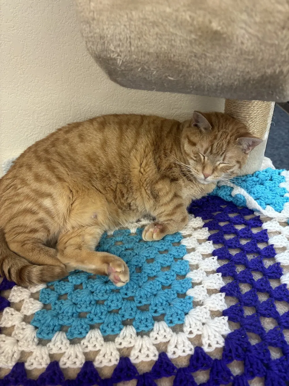 The Cozy Catfe cat cafe in Arlington - cats