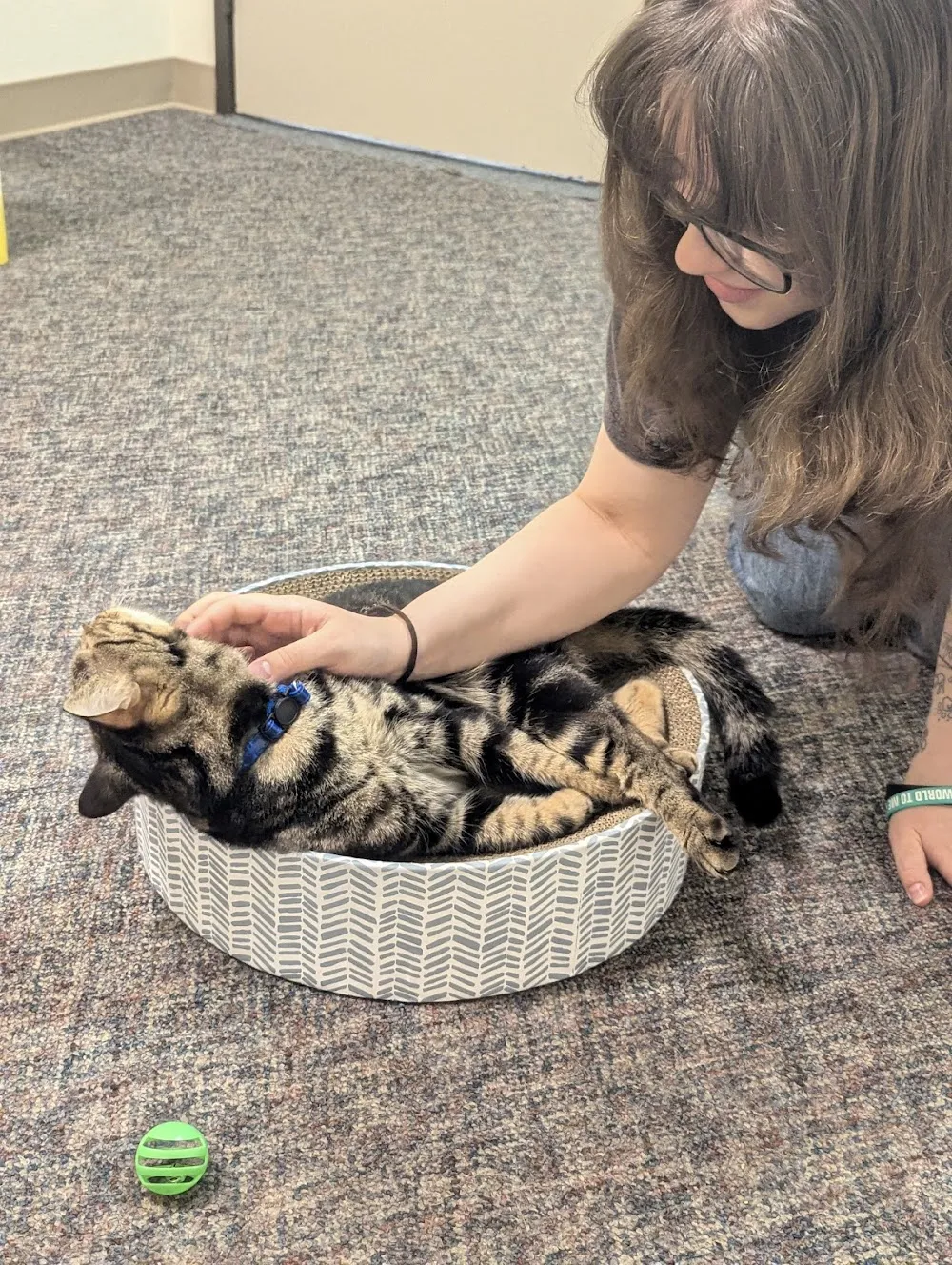 The Cozy Catfe cat cafe in Arlington - atmosphere