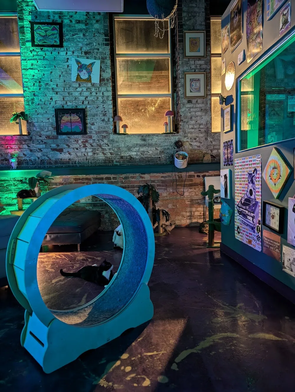 The Frisky Whisker (Whisker Lounge Cat Research and Therapy Center) cat cafe in Atlanta - interior