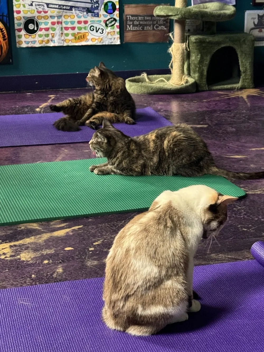 The Frisky Whisker (Whisker Lounge Cat Research and Therapy Center) cat cafe in Atlanta - cats