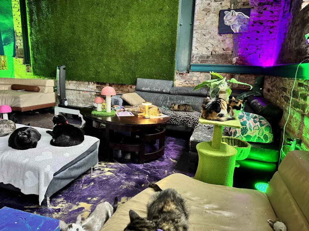 The Frisky Whisker (Whisker Lounge Cat Research and Therapy Center) cat cafe in Atlanta - atmosphere