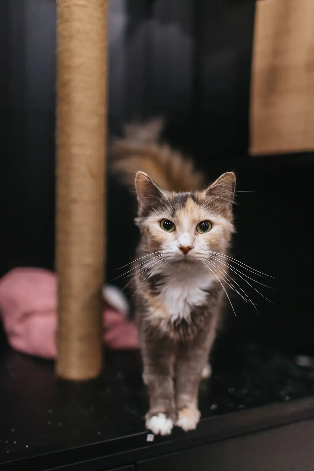 The Glitter Box (18+) cat cafe in Portland - cats