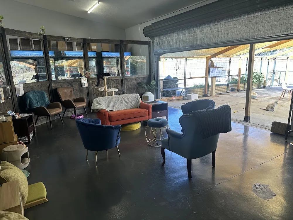 The Happy Beast cat cafe in Lafayette - interior