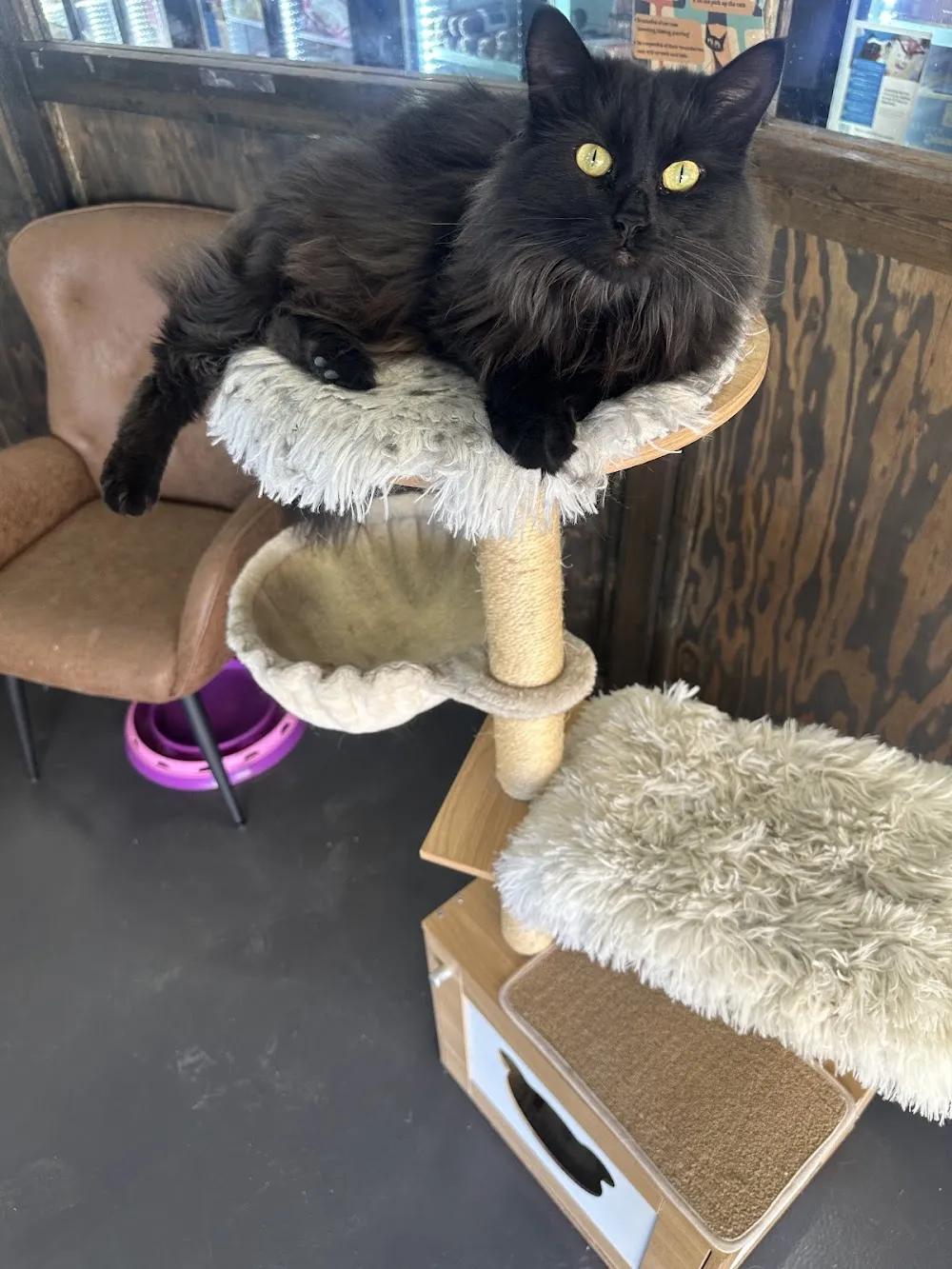 The Happy Beast cat cafe in Lafayette - atmosphere