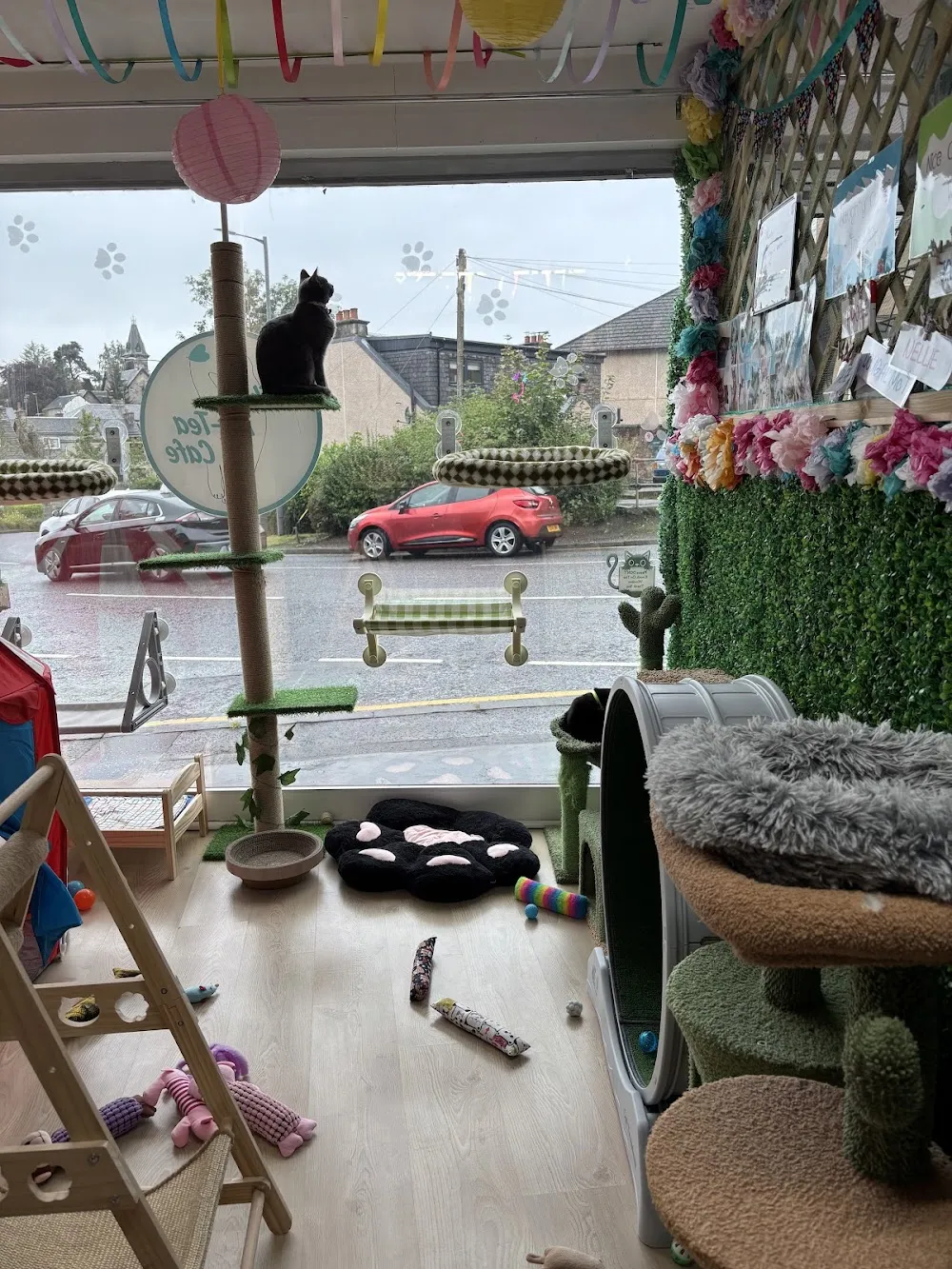 The Kit-Tea Café cat cafe in Falkirk - interior
