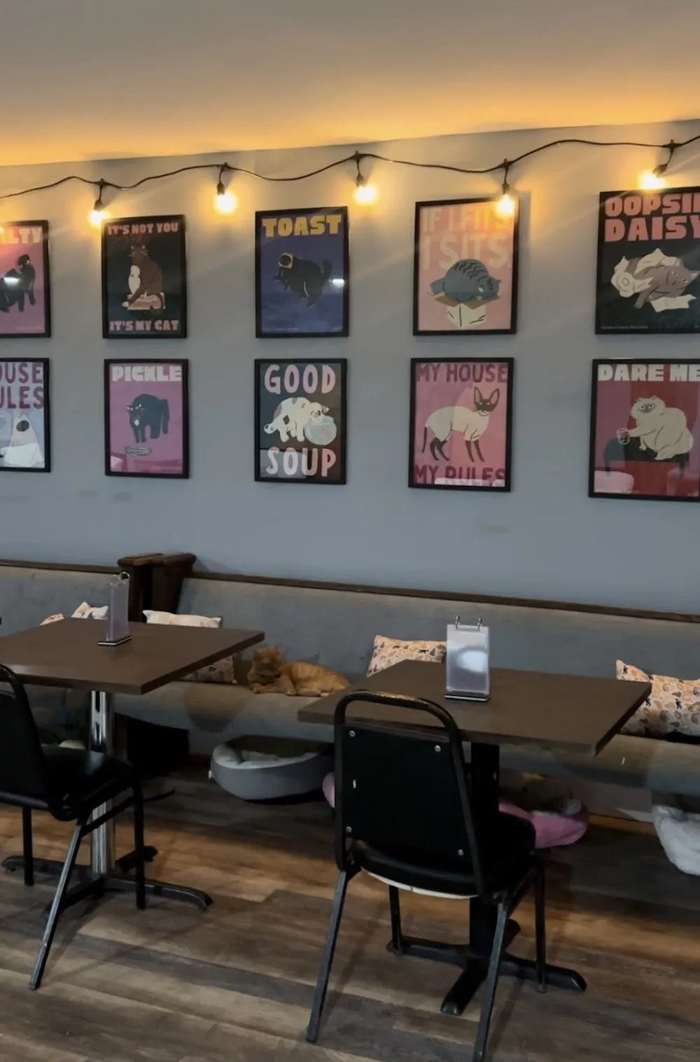 The Kitty Crib cat cafe in Champaign - interior