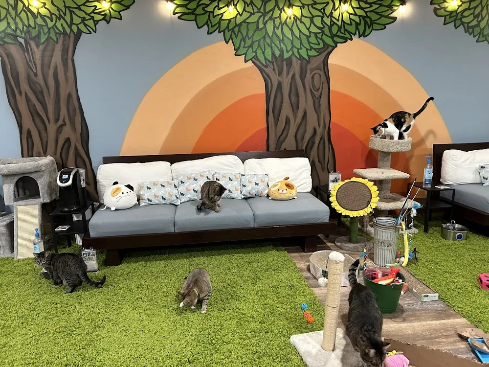 The Kitty Crib cat cafe in Champaign - atmosphere