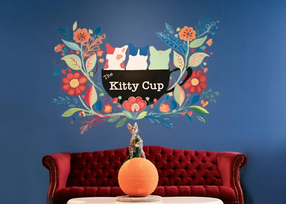 The Kitty Cup cat cafe in Port St. Lucie - atmosphere