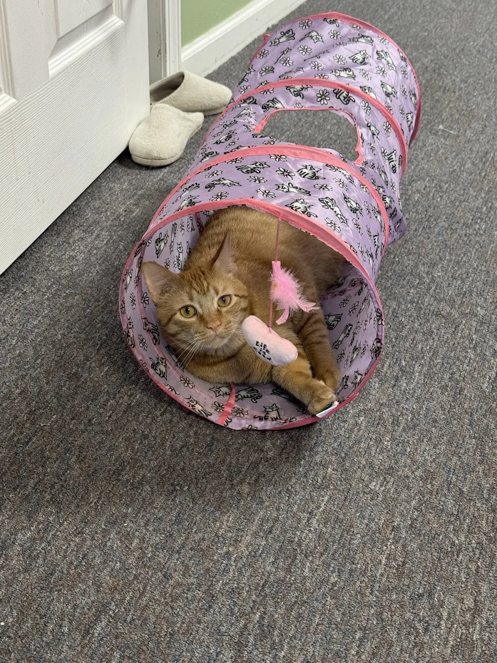 The Lotus Catfe cat cafe in Alabaster - cats