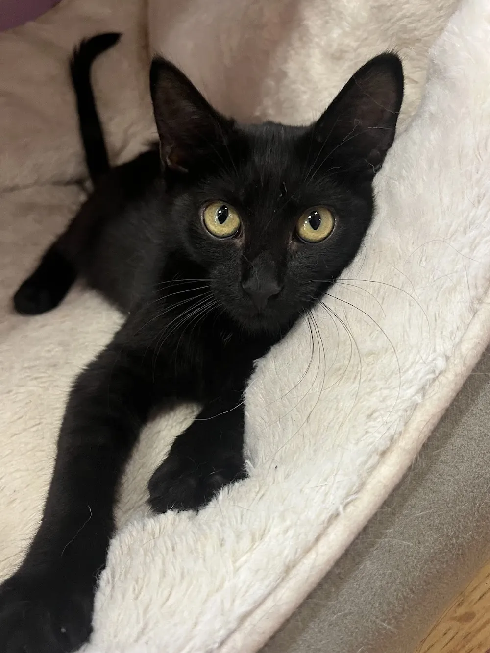 The Pawsitive Cat Cafe cat cafe in Rochester - atmosphere