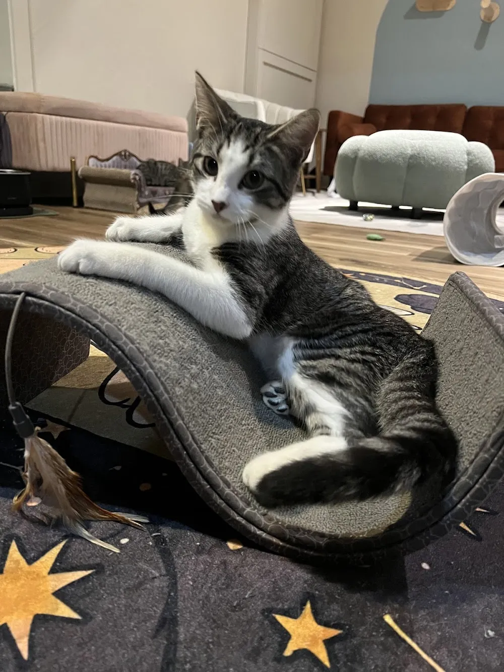 The Purrfect Bean cat cafe in Richmond - cats