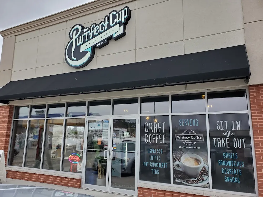 The Purrfect Cup - A Cat Cafe cat cafe in Fredericton - atmosphere