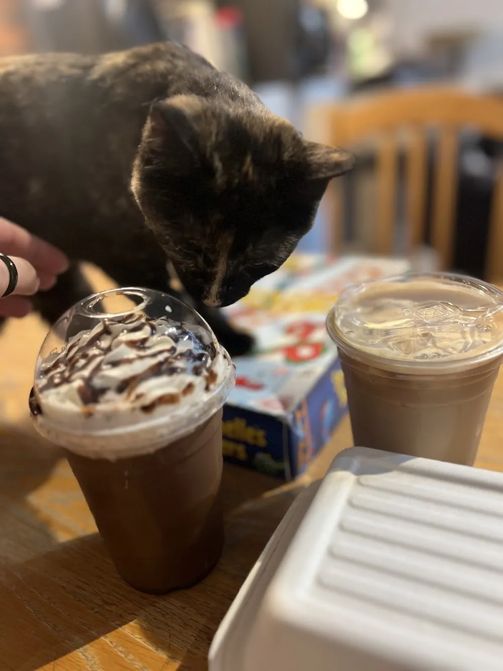 The Purrfect Cup Cat Cafe cat cafe in Saskatoon - cats