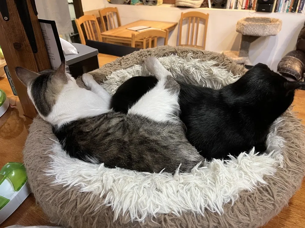 The Purrfect Cup Cat Cafe cat cafe in Saskatoon - atmosphere