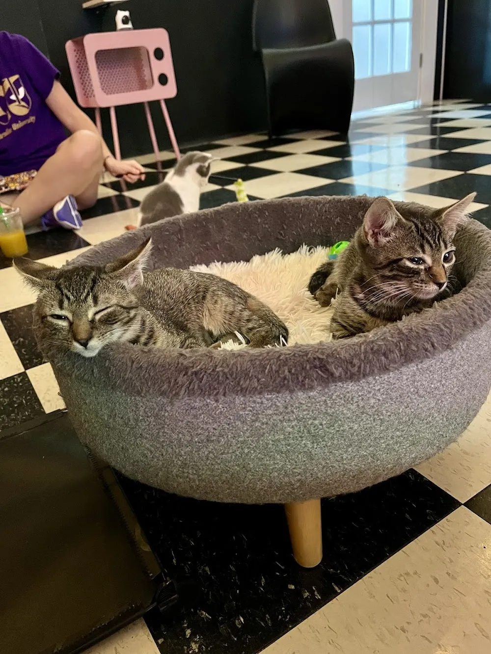 The Purrfect Pour Cat Cafe cat cafe in Lincolnton - cats