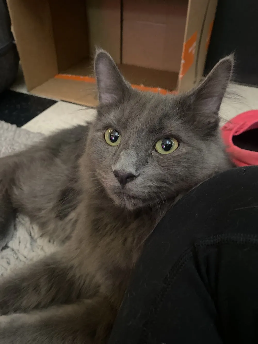 The Purrfect Pour Cat Cafe cat cafe in Lincolnton - atmosphere