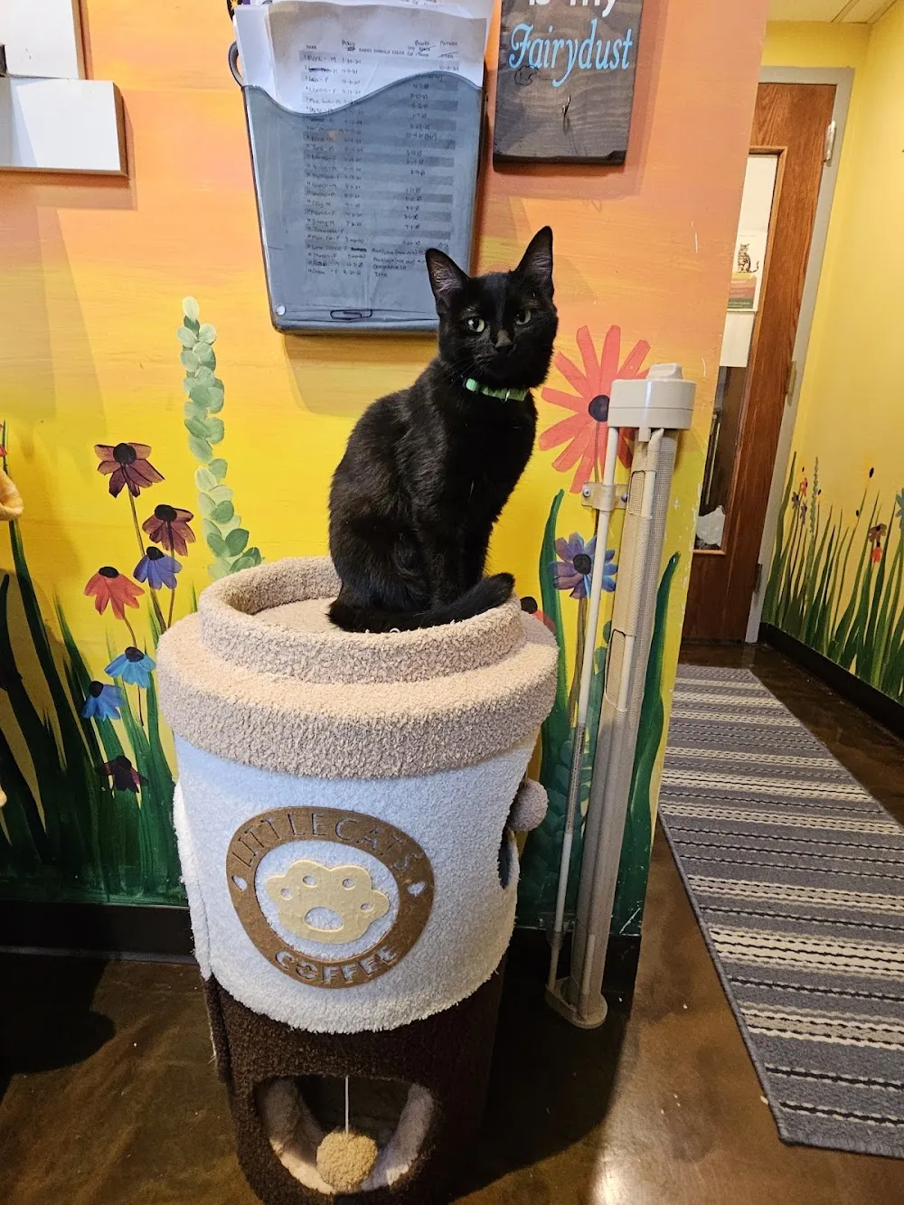 The Region Cat Cafe cat cafe in Merrillville - cats