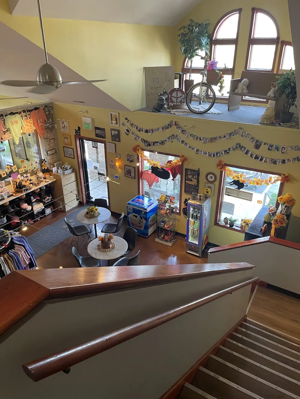 The Region Cat Cafe cat cafe in Merrillville - atmosphere