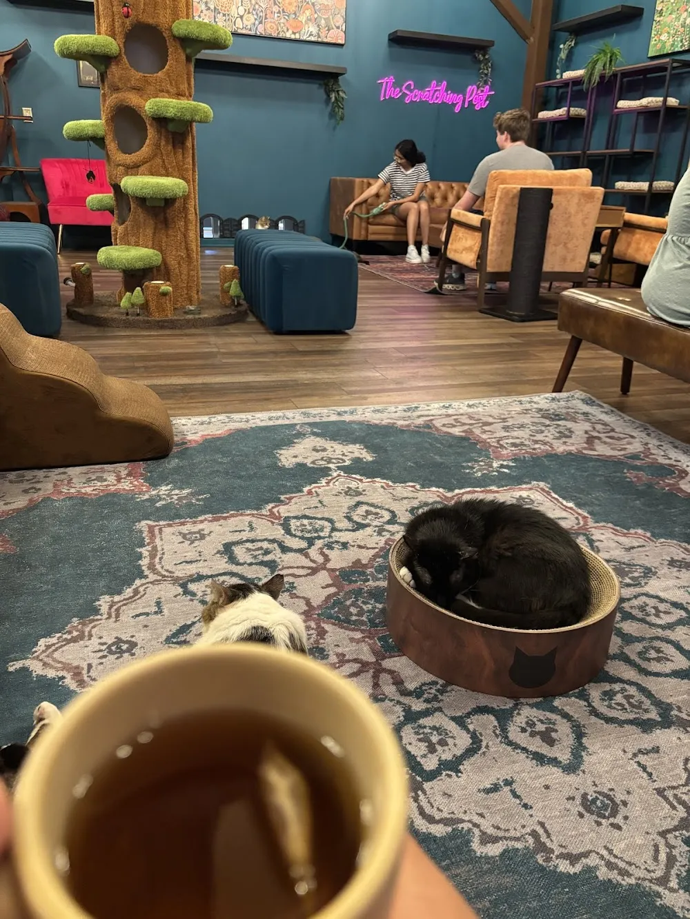 The Scratching Post CU cat cafe in Champaign - cats