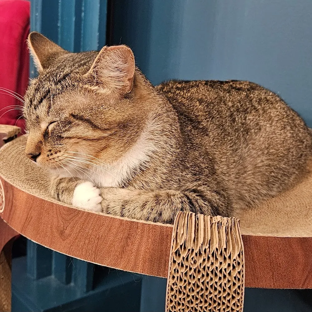 The Scratching Post CU cat cafe in Champaign - atmosphere