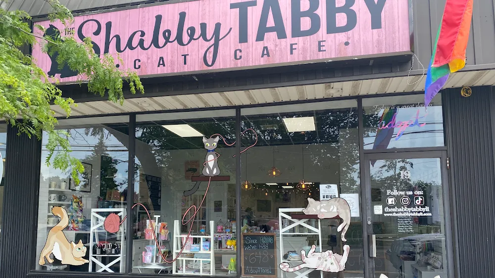 The Shabby Tabby Cat Cafe & Kitten Lounge cat cafe in Sayville - interior