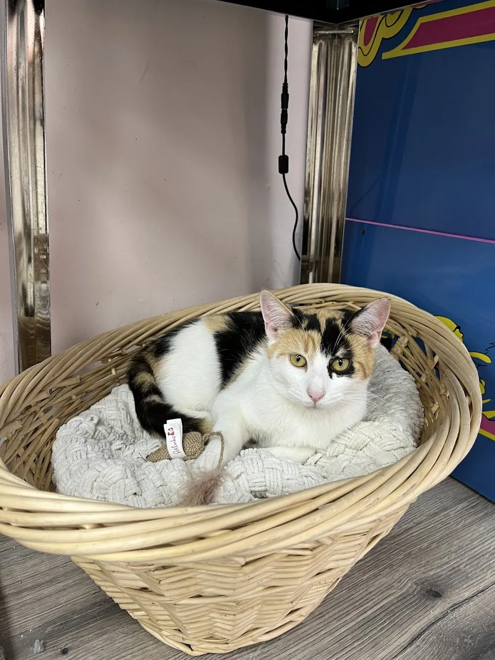 The Shabby Tabby Cat Cafe & Kitten Lounge cat cafe in Sayville - cats