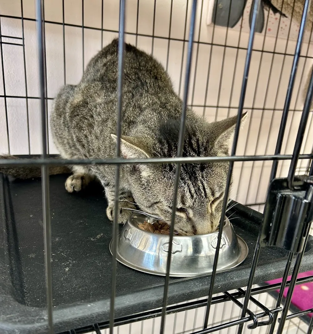 The Shabby Tabby Cat Cafe & Kitten Lounge cat cafe in Sayville - atmosphere