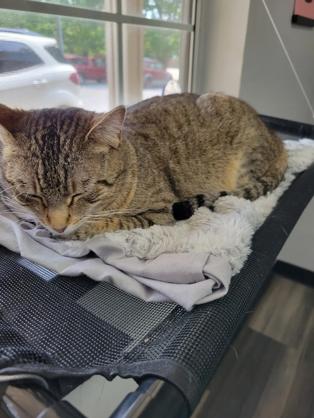 The Smitten Kitten NWA cat cafe in Fayetteville - interior