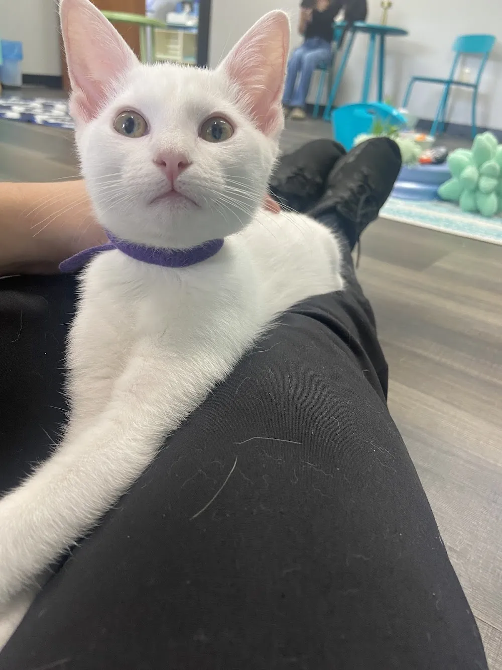 The Smitten Kitten NWA cat cafe in Fayetteville - cats