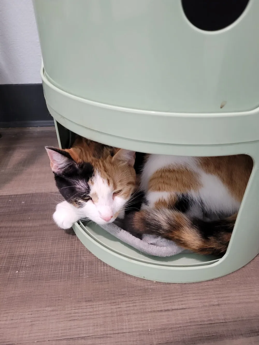 The Smitten Kitten NWA cat cafe in Fayetteville - atmosphere