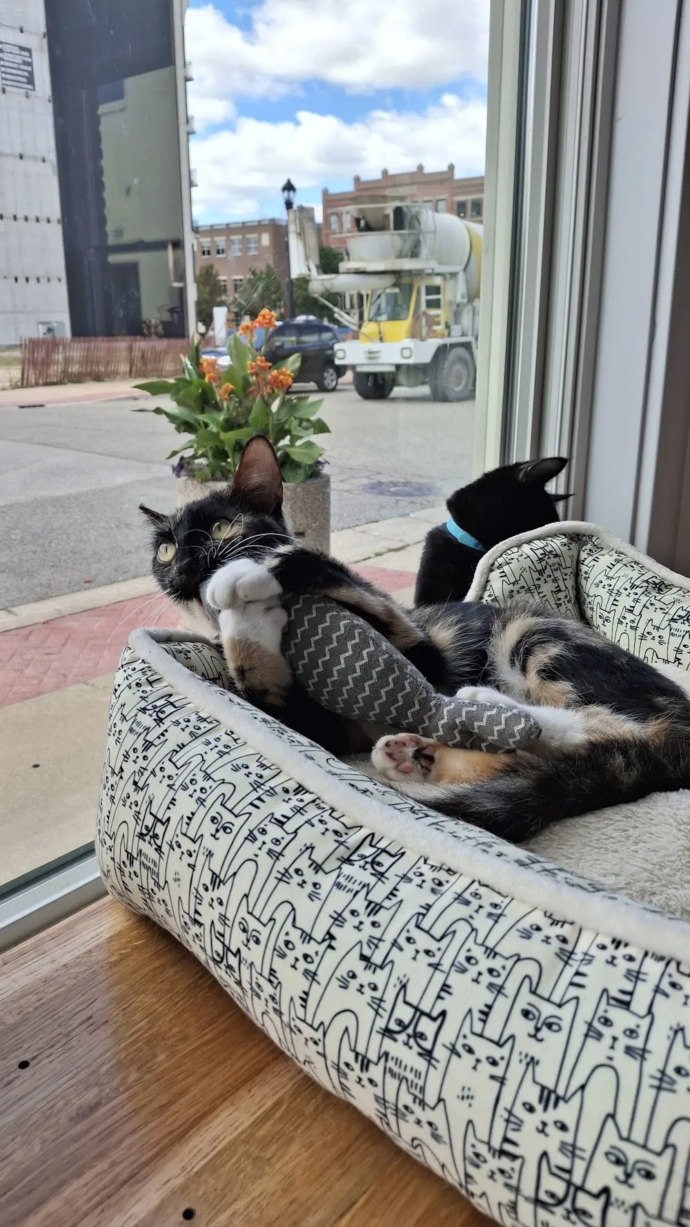 The Whisker Room cat cafe in Muskegon - cats