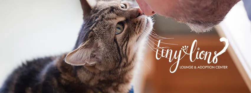 Tiny Lions Lounge & Adoption Center cat cafe in Ann Arbor - interior