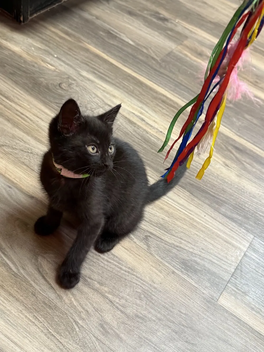 Tiny Lions Lounge & Adoption Center cat cafe in Ann Arbor - cats