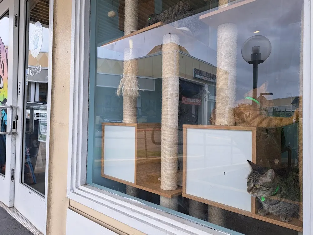 Toe Beans & Dreams Adoption Cafe cat cafe in Aiea - interior