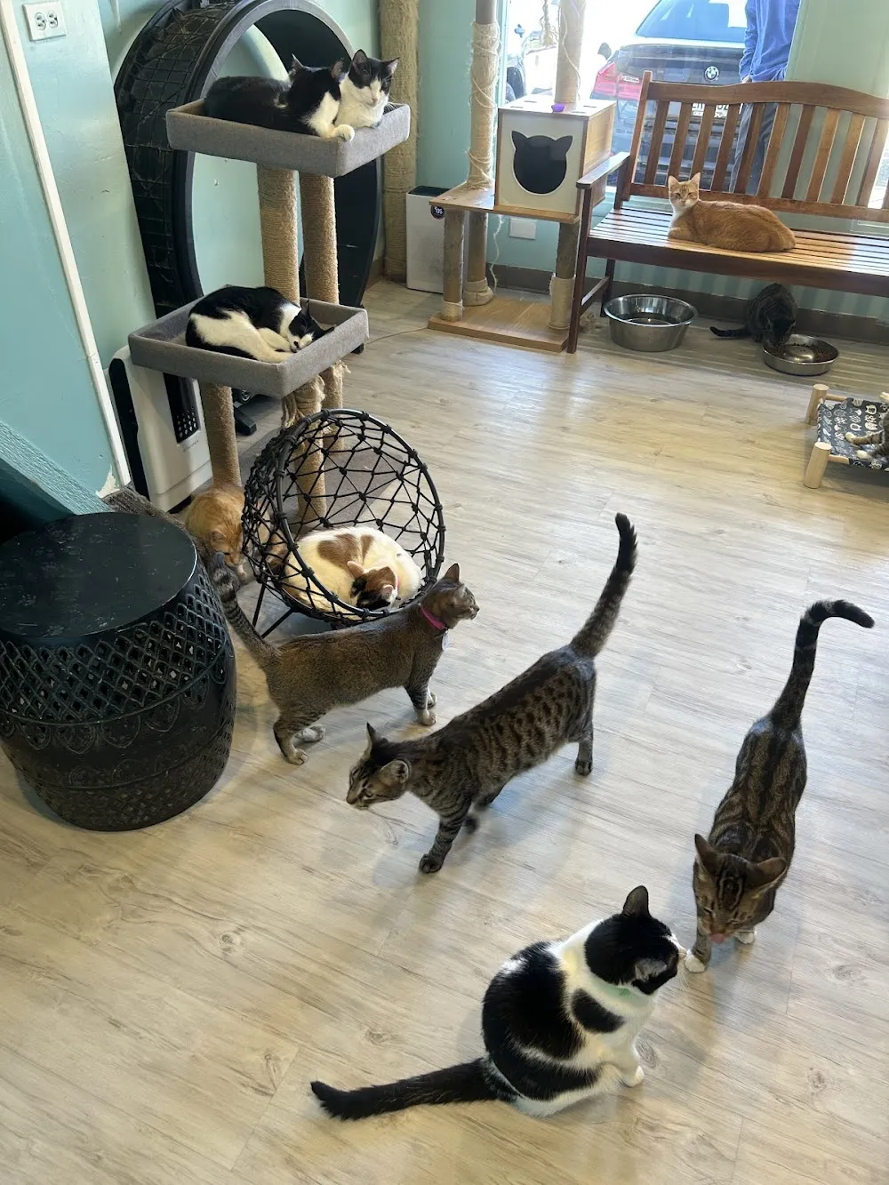 Toe Beans & Dreams Adoption Cafe cat cafe in Aiea - atmosphere