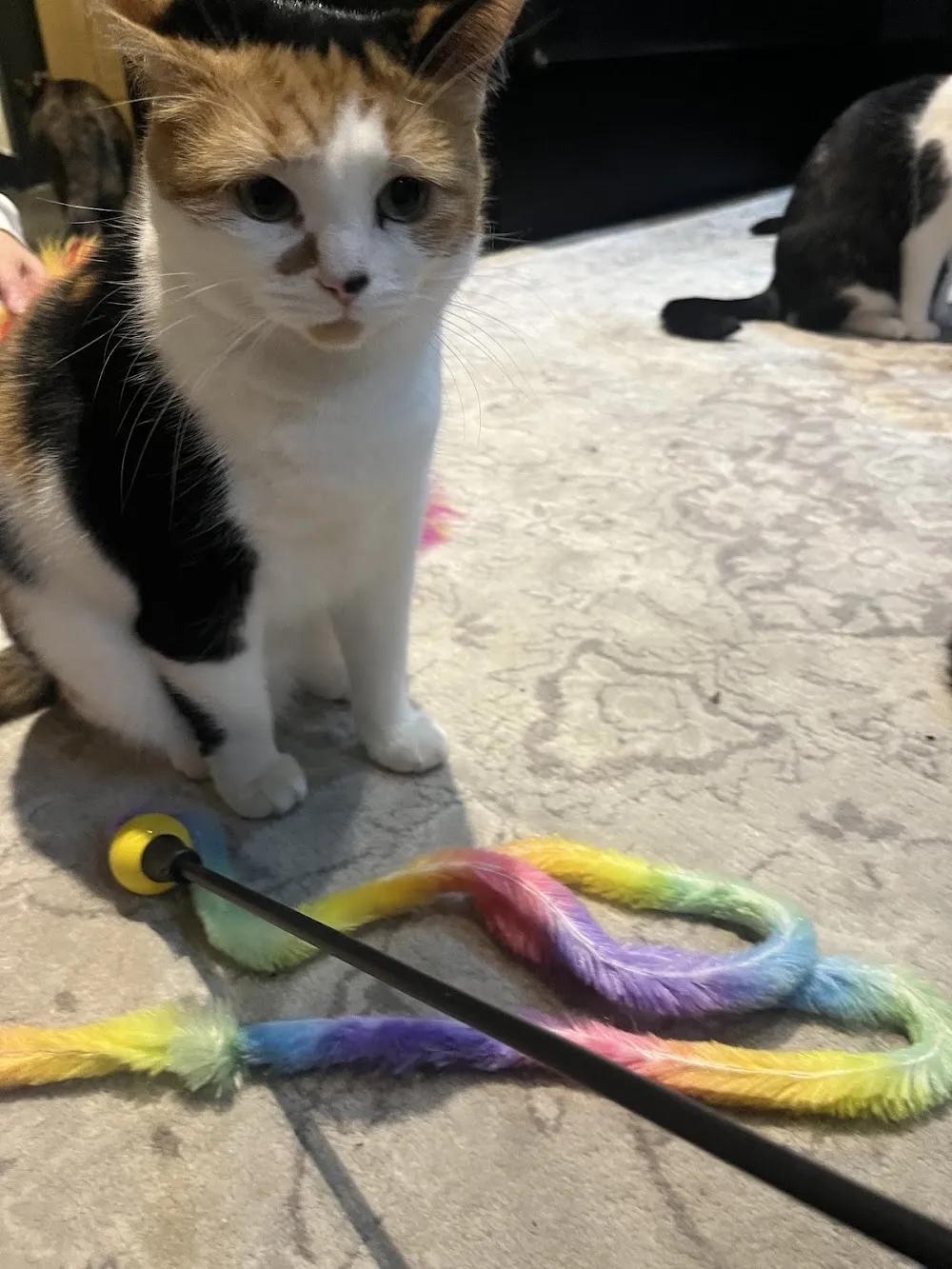 Toe Beanz LTD cat cafe in Beith - interior