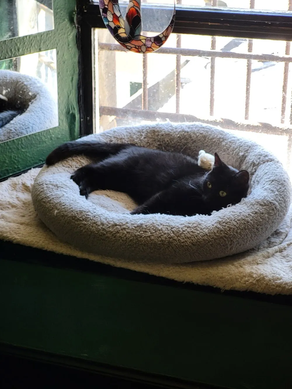 Toe Beanz LTD cat cafe in Beith - cats