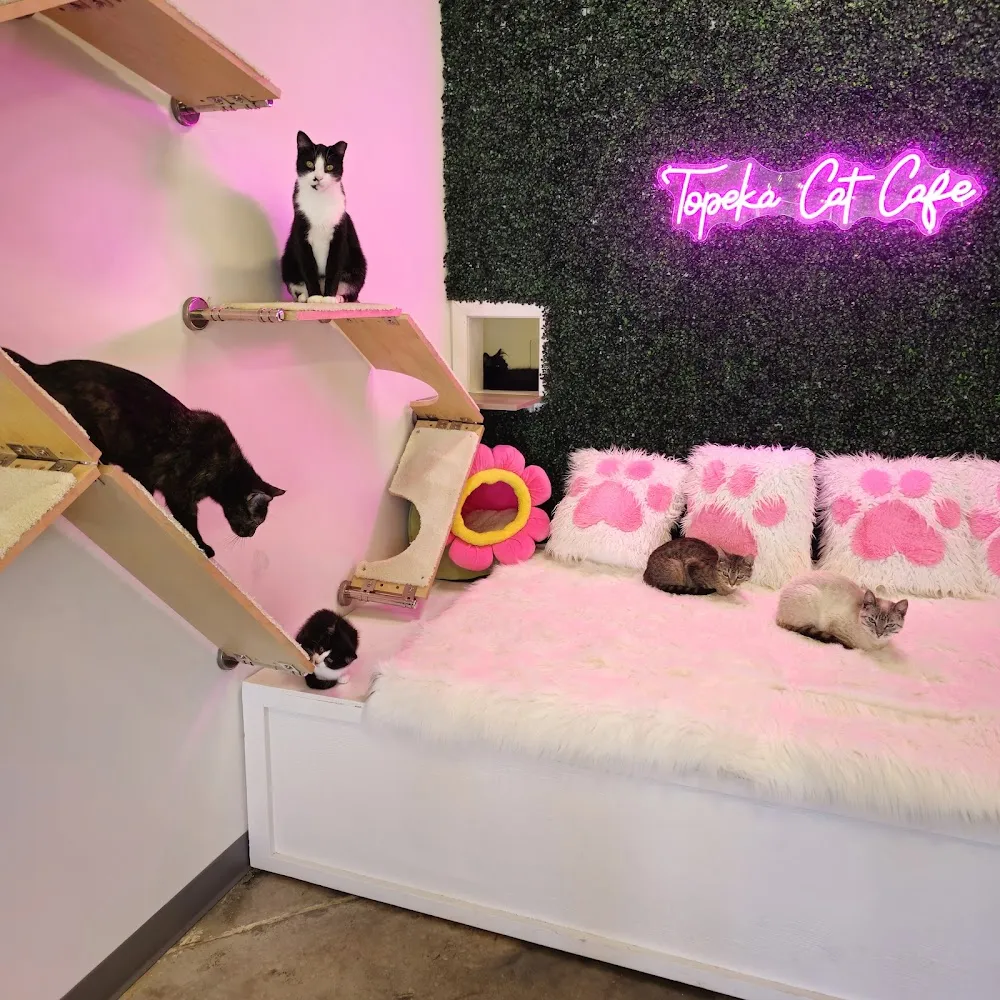 Topeka Cat Cafe cat cafe in Topeka - atmosphere