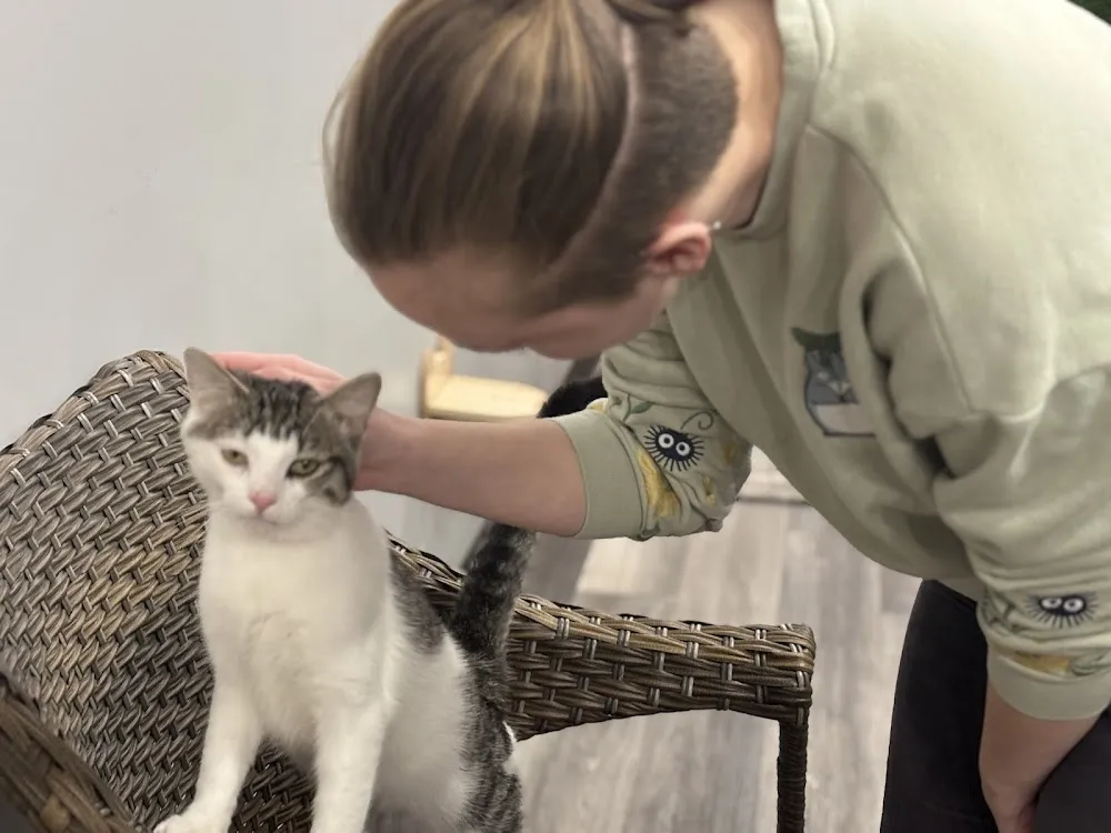 Tortitude Cat Cafe cat cafe in Paducah - atmosphere