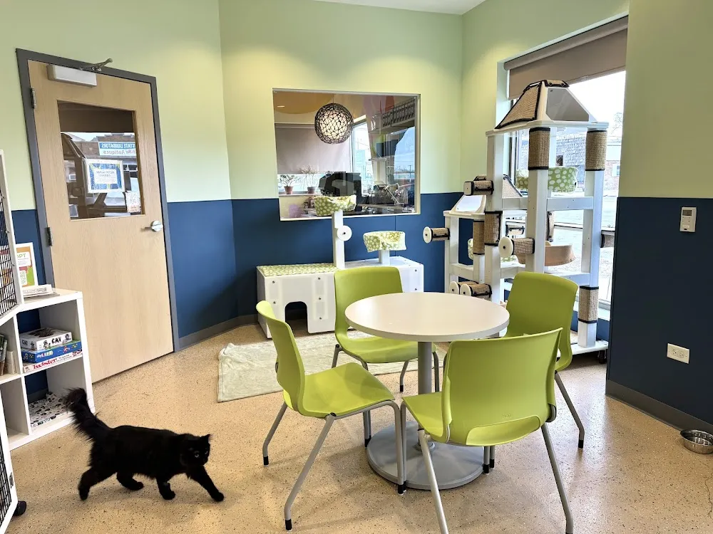 Tree House Cat Cafe cat cafe in Chicago - interior
