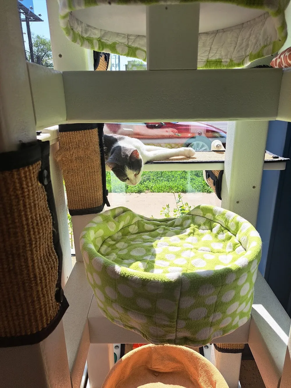 Tree House Cat Cafe cat cafe in Chicago - cats