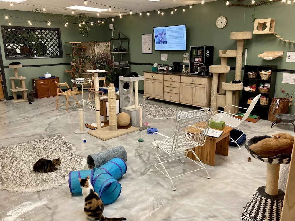 Treetops Kitty Cafe - Cat Adoption and Visitation Center cat cafe in Kennett Square - cats