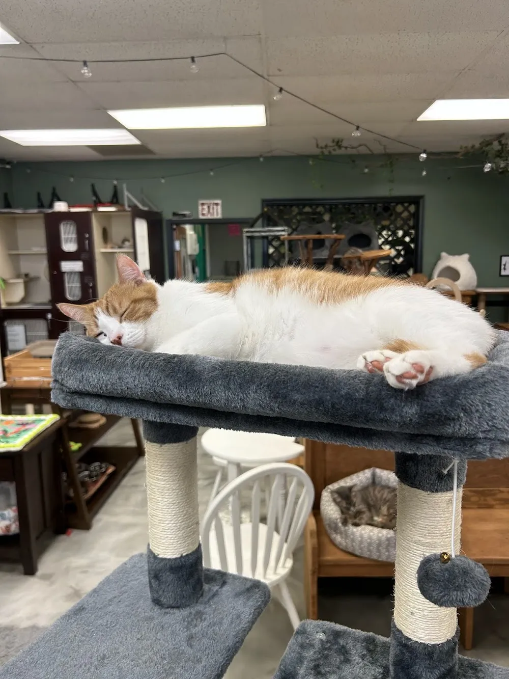 Treetops Kitty Cafe - Cat Adoption and Visitation Center cat cafe in Kennett Square - atmosphere