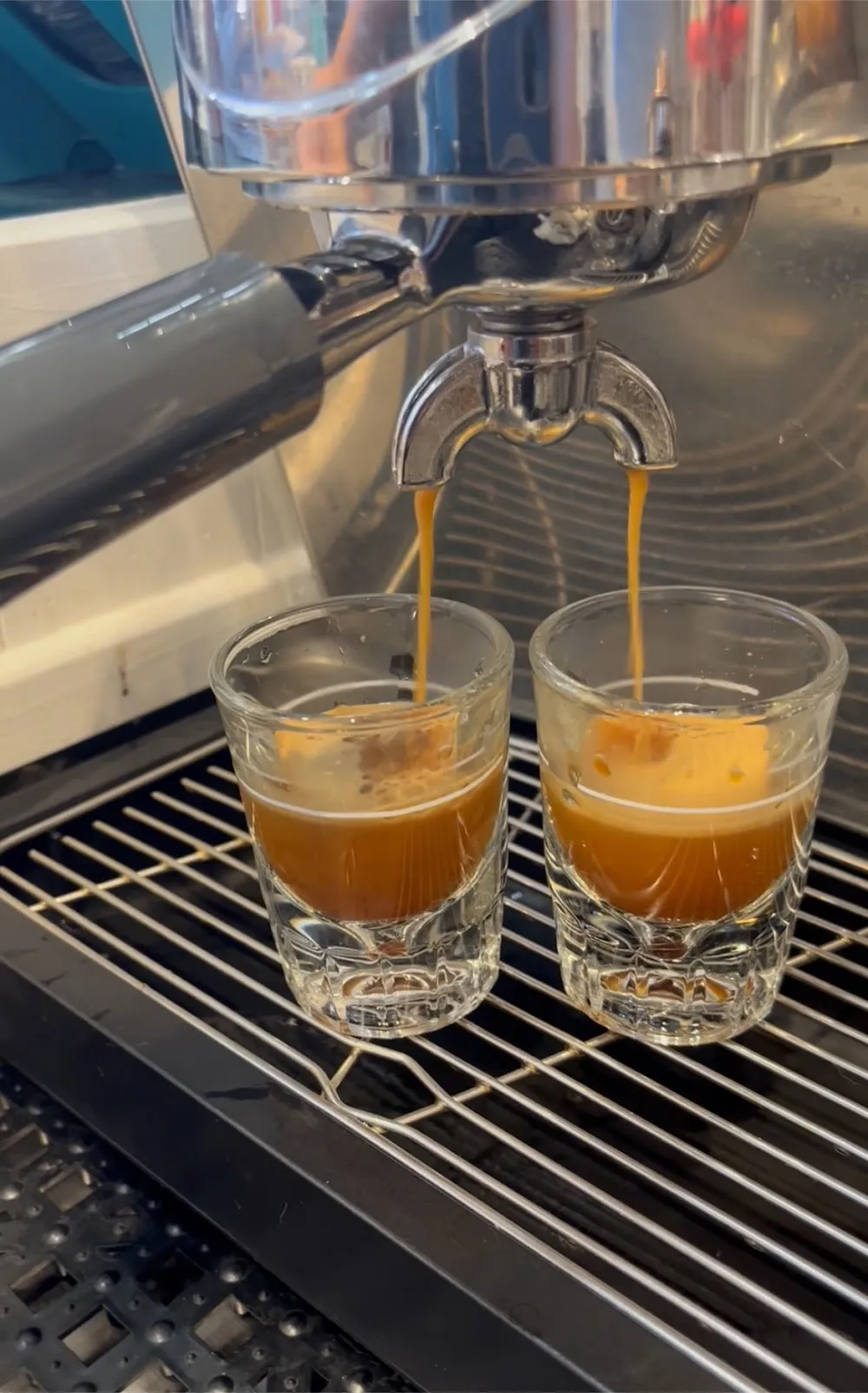 Turquoise Teapot and Cat Cafe cat cafe in Santa Fe - cats