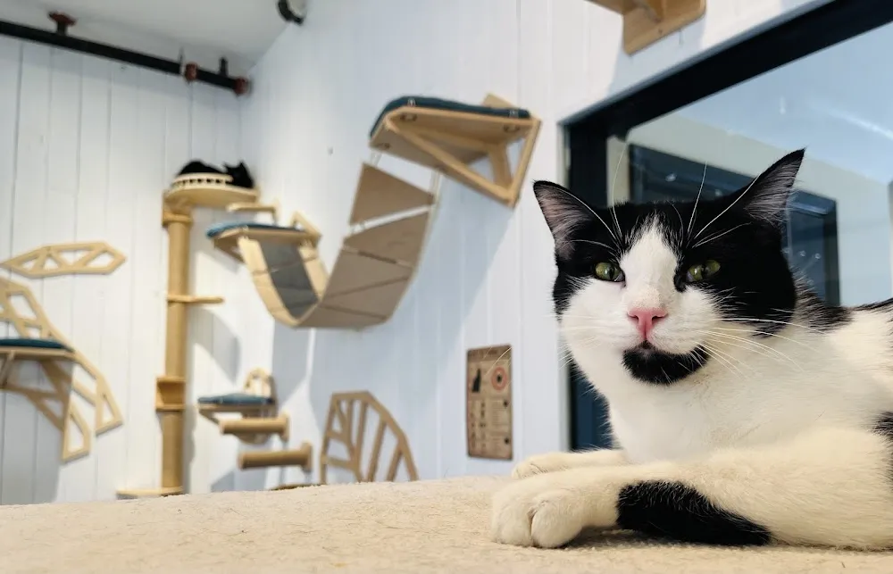 Turquoise Teapot and Cat Cafe cat cafe in Santa Fe - atmosphere