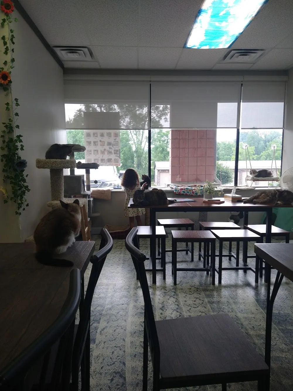 Whimsical Whiskers CatFae & Rescue cat cafe in Akron - interior